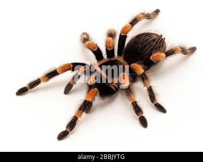 Bunte subadulte weibliche mexikanische Orangeknee Tarantula (Brachypelma hamorii). 3/4-Ansicht. Isoliert auf weiß Stockfoto