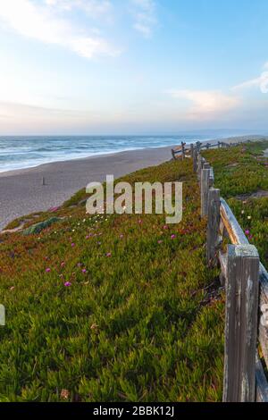 Chilenischen Meer Abb. (Carpobrotus sp.) entlang der Küste bei Point Reyes National Seashore, Kalifornien, USA, auf einem Frühlingsabend. Stockfoto