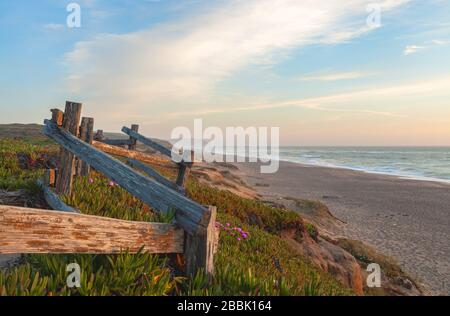 Chilenischen Meer Abb. (Carpobrotus sp.) entlang der Küste bei Point Reyes National Seashore, Kalifornien, USA, auf einem Frühlingsabend. Stockfoto