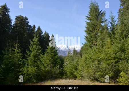 Blick auf die südöstliche Seite des Mt St Helens durch Bäume im Gifford Pinchot National Forest im Staat Washington, USA. Stockfoto