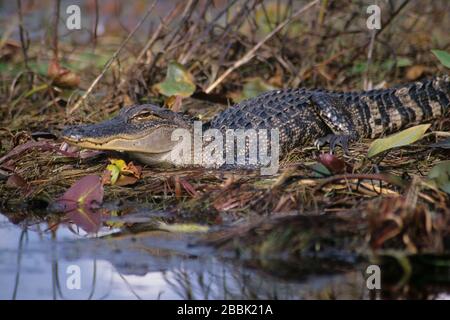 Alligator in Chesser Prairie, Okefenokee National Wildlife Refuge, Georgia Stockfoto