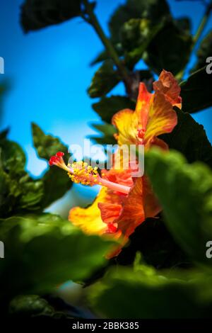 Eine orange und gelbe Hibiskusblüte auf Hawaii Stockfoto