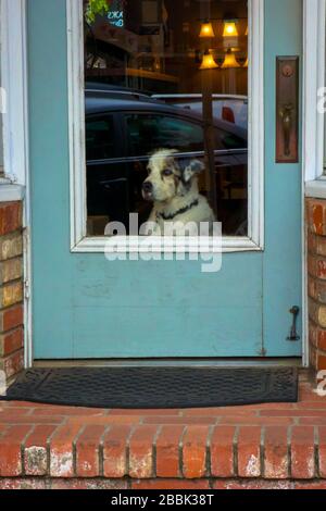 Ein Hund, der aus der Haustür blickt, traurig im Haus eingeschlossen Stockfoto