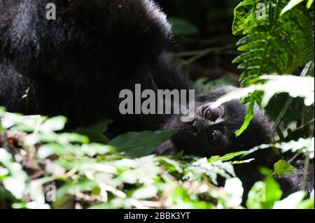 Ein Berggorilla umschmilzt ihr junges Baby im undurchdringlichen Bwindi-Wald im Westen von Uganda. Eine bedrohte Art, die sie unter 24 Stunden Wache sind. Stockfoto