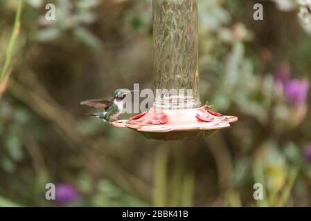 Männlicher Kolibris mit ausgebreiteten Flügeln, auf einem Trog, weißbelaubter Holzstern, Chaetocercus mulsant. La Calera, Cundinamarca, Kolumbien Stockfoto