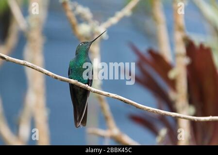 Großer saphireflügeliger männlicher Kolibris, der auf einem Zweig steht, Pterophanes cyanopterus. La Calera, Cundinamarca, Kolumbien Stockfoto