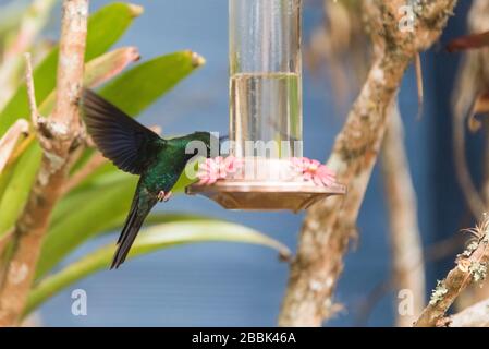 Großer saphirewing männlicher Kolibris mit seinen Flügeln ausgebreitet und ernährt sich von einem Trog, Pterophanes cyanopterus. La Calera, Cundinamarca, Kolumbien Stockfoto