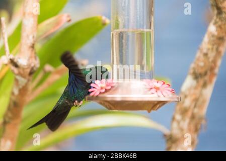 Großer saphirewing männlicher Kolibris mit seinen Flügeln ausgebreitet und ernährt sich von einem Trog, Pterophanes cyanopterus. La Calera, Cundinamarca, Kolumbien Stockfoto