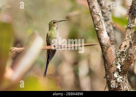 Weibliches Exemplar des Schwarzschwänzlings, lesbia victoriae, ein grüner, langer, geschweifener Kolibris, thront auf einem Ast. La Calera, Cundinamarca Stockfoto