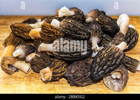 Frisch gesammelte Frühlings-Frühmorel Speisepilze Stockfoto