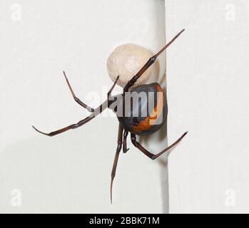 Redback Spider (Latrodectus hasseltii) bewacht seinen Eiersack. Sie ist eine verbreitete australische Venomspinne Stockfoto