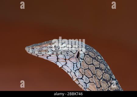 Kopfschuss von einem Perentie (Varanus giganteus), dem größten Monitor oder einer in Australien heimischen Goanna Stockfoto