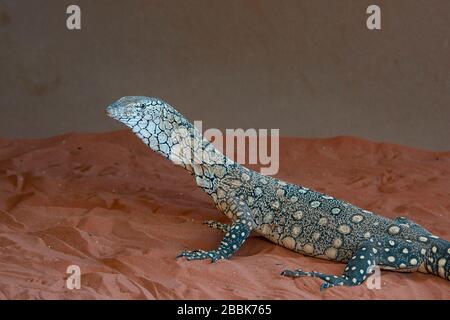 Ein Perentie (Varanus giganteus) ist der größte Monitor oder Goanna, der in Australien heimisch ist Stockfoto