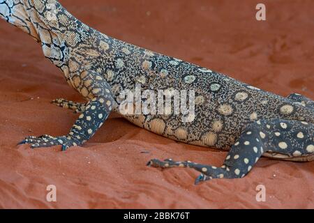 Details zur Haut eines Perentie (Varanus giganteus) ist der größte Monitor oder eine in Australien heimische Goanna Stockfoto