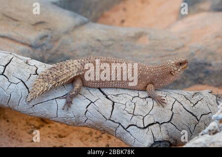 Gidgee Skink (Egernia stokesii) ist eine australische Echse, die zur Skinkgruppe Mabuya gehört Stockfoto