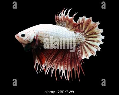 Betta Red Dragon Crowtail CTPK Male oder Plakat kämpfende Fischsplendens auf schwarzem Hintergrund. Stockfoto