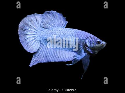 Betta Super Blue Halbmond Plakat HMPK Male oder Plakat Fighting Fish Splendens auf schwarzem Hintergrund. Stockfoto