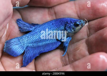 Betta Super Blue Halbmond Plakat HMPK Male oder Plakat Fighting Fish Splendens in der Hand. Stockfoto