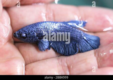 Betta Super Blue Halbmond Plakat HMPK Male oder Plakat Fighting Fish Splendens in der Hand. Stockfoto