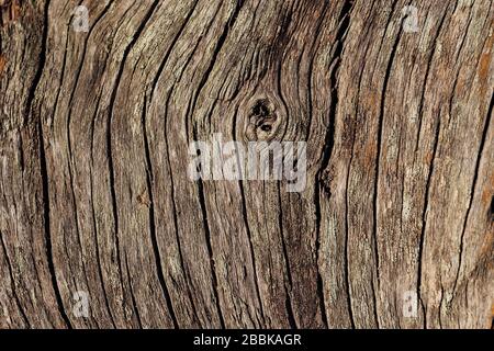 Trockener alter, brauner Holzhintergrund, Naturholz, Risse an trockenem Holz von Sonne und Zeit. Rißstreifen. Holzstruktur Stockfoto