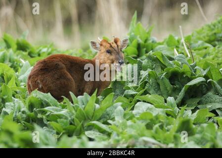 Ein Hirsch Muntjac Deer, Muntiacus reevesi, der sich von den Blättern der Comfrey-Pflanzen ernährt, die in freier Wildbahn entlang des Ufers eines Flusses in Großbritannien wachsen. Stockfoto