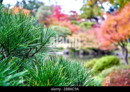 Pinienbaum mit farbenfrohem Hintergrund im Garten Stockfoto