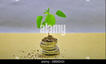 Anlagekonzept, Pflanzen, die auf Münzen wachsen, isoliert auf Weiß Stockfoto