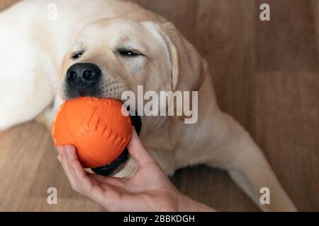 Labrador Hundewelpen kauen auf einem kleinen orangefarbenen Ball, der von Hand eines Besitzers gehalten wird. Freundschaft, Haustiere, Trainingshund, Mensch und Hund spielen aktive Spiele, le Stockfoto