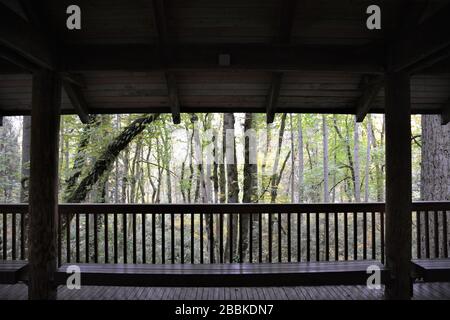 Blick vom Tierheim im Tryon Creek State Natural Area, Portland, Oregon, USA. Stockfoto