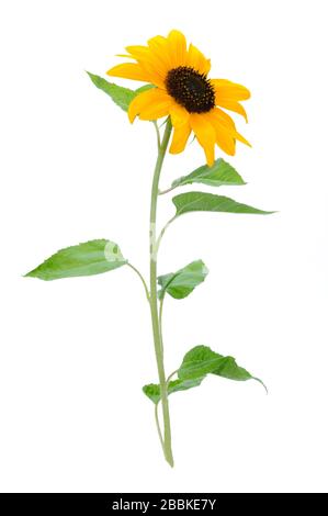 Schöne gelbe Sonnenblume isoliert auf weißem Grund Stockfoto