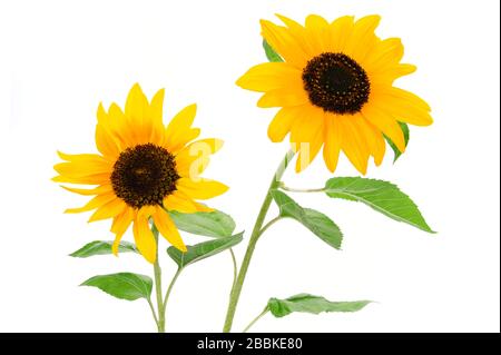 Zwei schöne gelbe Sonnenblumen isoliert auf weißem Grund Stockfoto