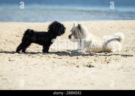 White Poodle und Black West Dogs spielen an einem sonnigen Tag am Strand Stockfoto