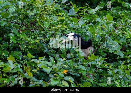 Orientalischer Pied-Hornbill - Anthracoceros albirostris, kleiner schöner Hornbill aus südostasiatischen Wäldern und Waldgebieten, Pangkor Island, Malaysia. Stockfoto