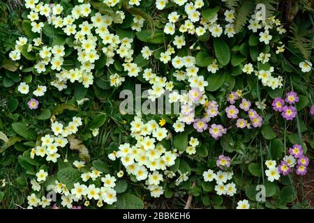 In einer Hegerow wächst eine Bank wilder Primeln Primula vulgaris Stockfoto