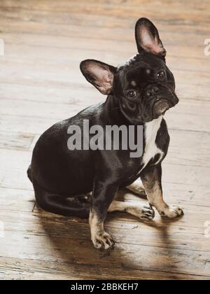 Nahaufnahme eines schwarzen französischen Bulldogs mit Blick auf die Kamera Stockfoto