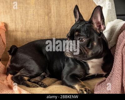 Nahaufnahme einer schwarzen französischen Bulldogge, die ruht Stockfoto