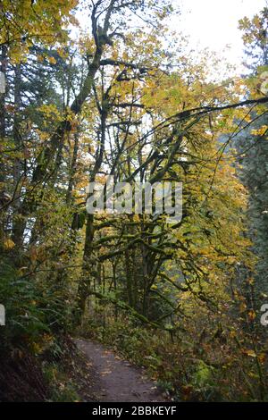 Herbstansicht vom Latourell Falls Trail, Columbia River Gorge, Oregon, USA Stockfoto