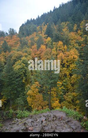 Herbstansicht vom Latourell Falls Trail, Columbia River Gorge, Oregon, USA Stockfoto