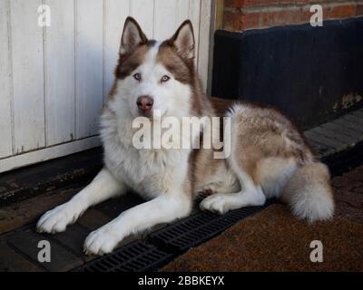 Nahaufnahme von Auburn Siberian Husky Stockfoto