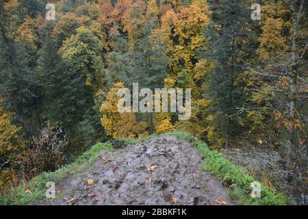 Herbstansicht vom Latourell Falls Trail, Columbia River Gorge, Oregon, USA Stockfoto