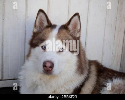 Nahaufnahme von Auburn Huskys Gesicht Stockfoto