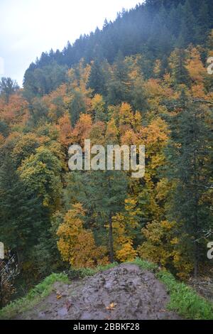 Herbstansicht vom Latourell Falls Trail, Columbia River Gorge, Oregon, USA Stockfoto