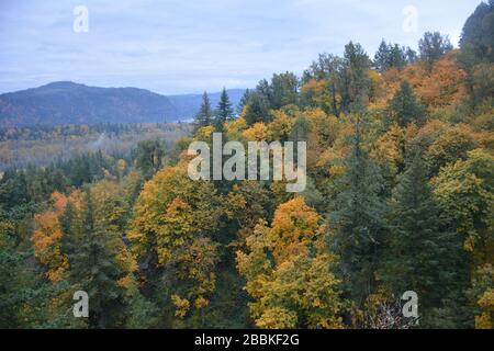 Herbstansicht vom Latourell Falls Trail, Columbia River Gorge, Oregon, USA Stockfoto