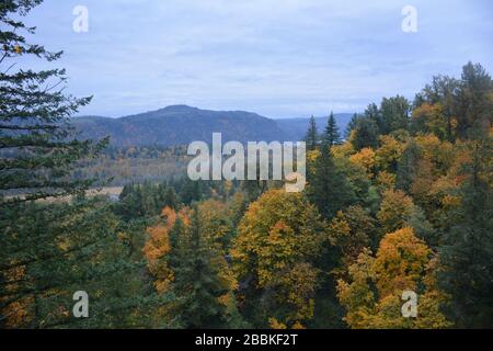 Herbstansicht vom Latourell Falls Trail, Columbia River Gorge, Oregon, USA Stockfoto