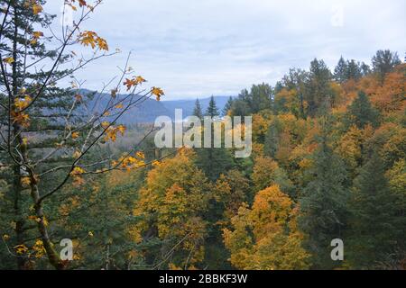 Herbstansicht vom Latourell Falls Trail, Columbia River Gorge, Oregon, USA Stockfoto