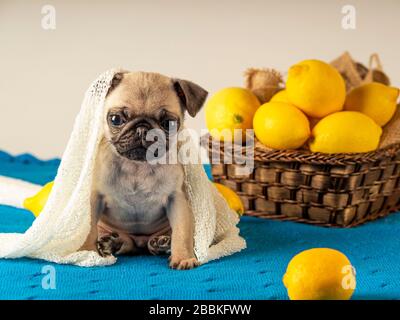 Miniatur Welpen Mops Nahaufnahme horizontal Stockfoto