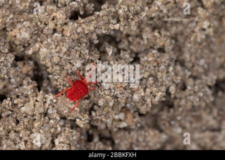 Rote Samtmilbe, Samtmilbe, Sammetmilbe, Trombidium spec., Trombidium Vgl. Holosericeum, Samtmilbe, Roter Milben, Samtmilben, Landmilben, Pflanzenmilben Stockfoto