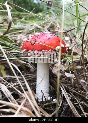 Amanita Muscaia Pilz, roter Toadhocker Stockfoto