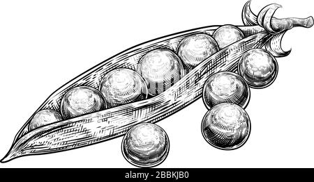 Erbsen Garden Green Sweet und Pod Vintage Holzschnitt Stock Vektor