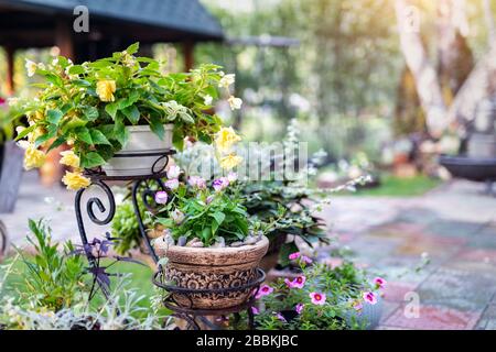 Wunderschöner frischer Frühling verschiedene Blumen in Lehmblütentöpfen stehen im Blumenbeet auf der Außenterrasse oder im Hinterhof. Garten- und Landschaftsbau Stockfoto